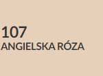 angielska róża