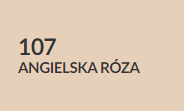 angielska róża