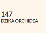 dzika orchidea