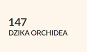 dzika orchidea