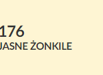 jasne żonkilie