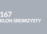 klon srebrzysty