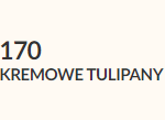 kremowe tulipany