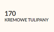 kremowe tulipany