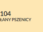 łany pszenicy