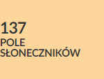 pole słoneczników