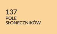 pole słoneczników