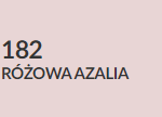 różowa azalia